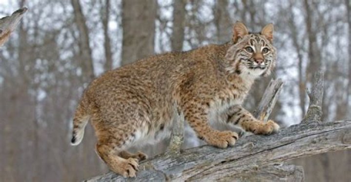 Are bobcats territorial?