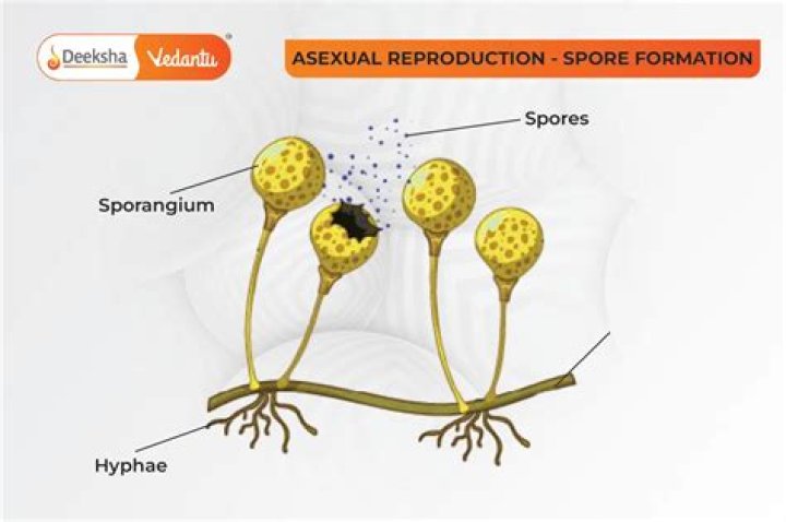 Are botulism spores in the air?