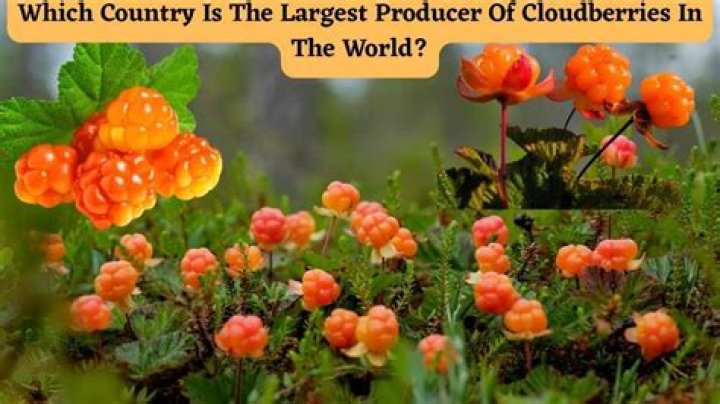 Are cloudberries poisonous?