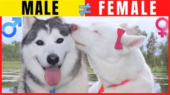 Are female dogs mean?