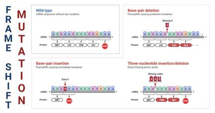 Are frameshift mutations silent?