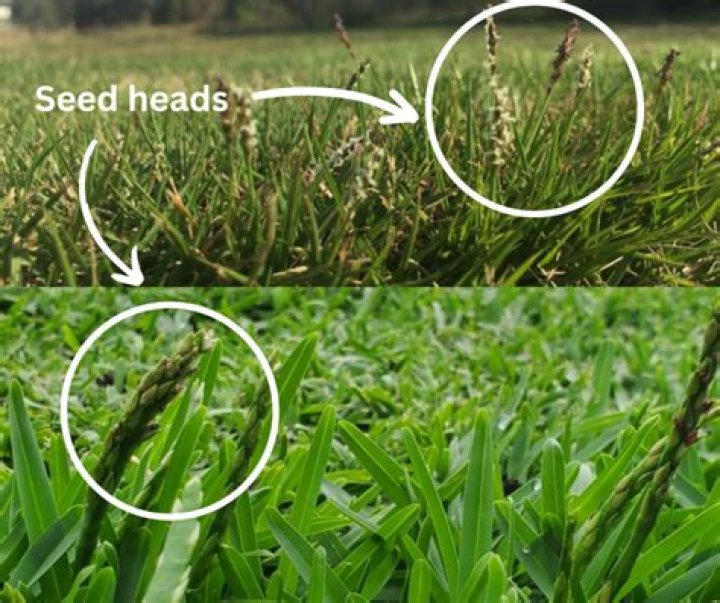 Are seed heads bad for grass?