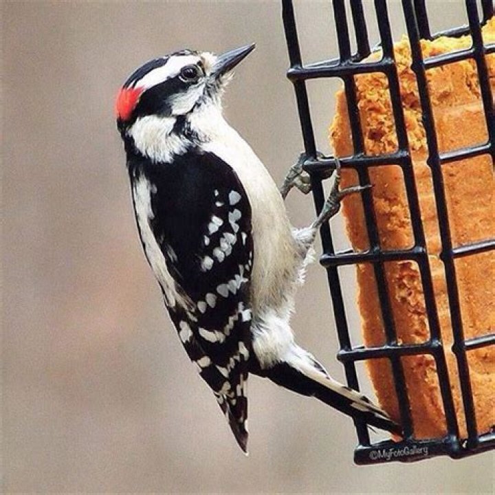 Are woodpeckers good to have around?