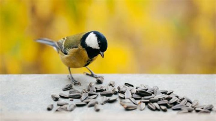 Can birds choke on seeds?