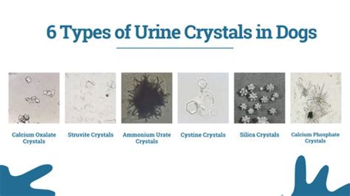 Can dogs smell crystals?