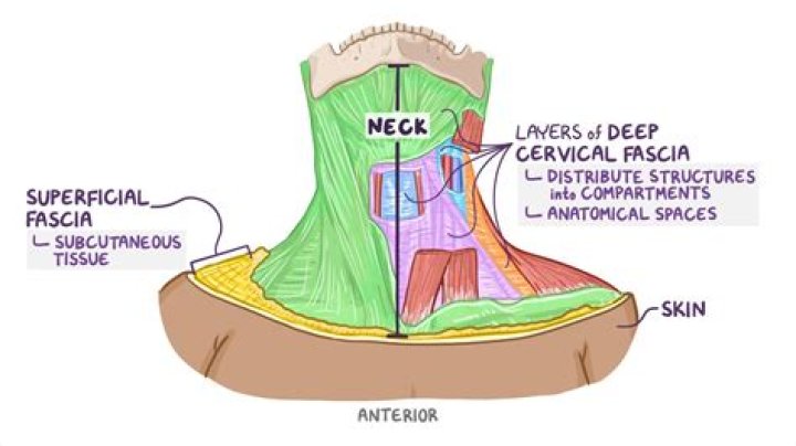 Can fascia dry out?