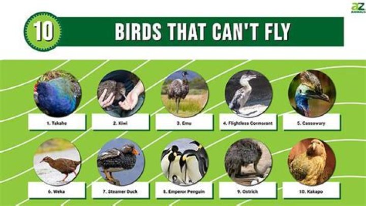 Can US pilots fly in other countries?