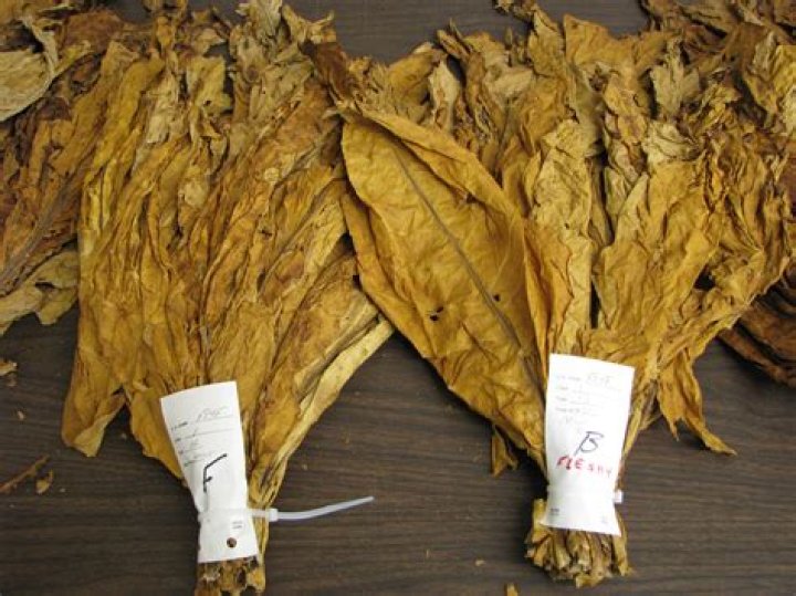 Can you smoke raw tobacco leaves?