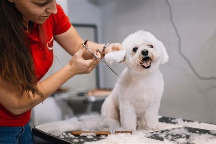 Can you start a dog grooming business?