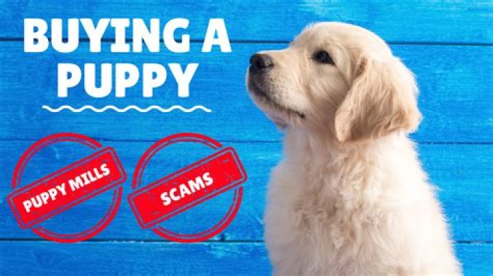 Can you write off buying a dog?