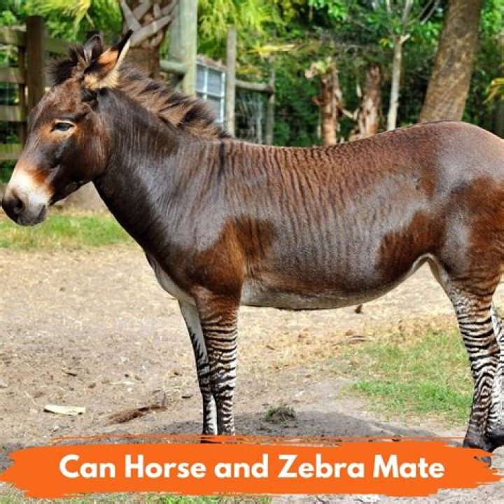 Can zebras and horses mate?
