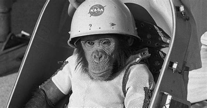 Did NASA send a monkey to space?
