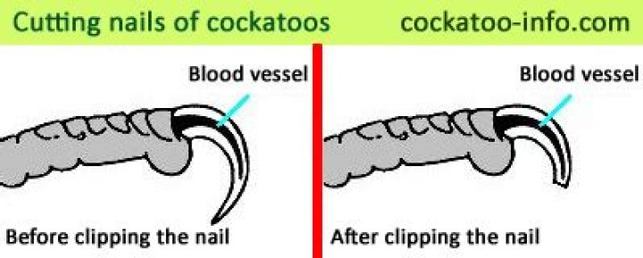 Do birds nails need to be clipped?