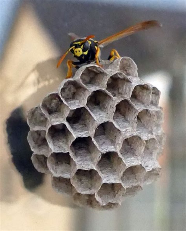 Do carpenter bees keep wasps away?