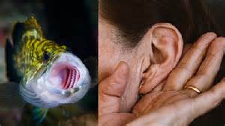 Do humans have gills?