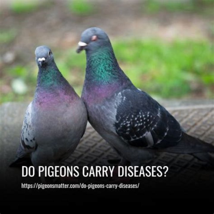 Do pigeons carry diseases?