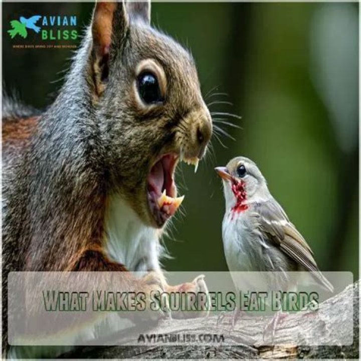 Do squirrels eat birds?