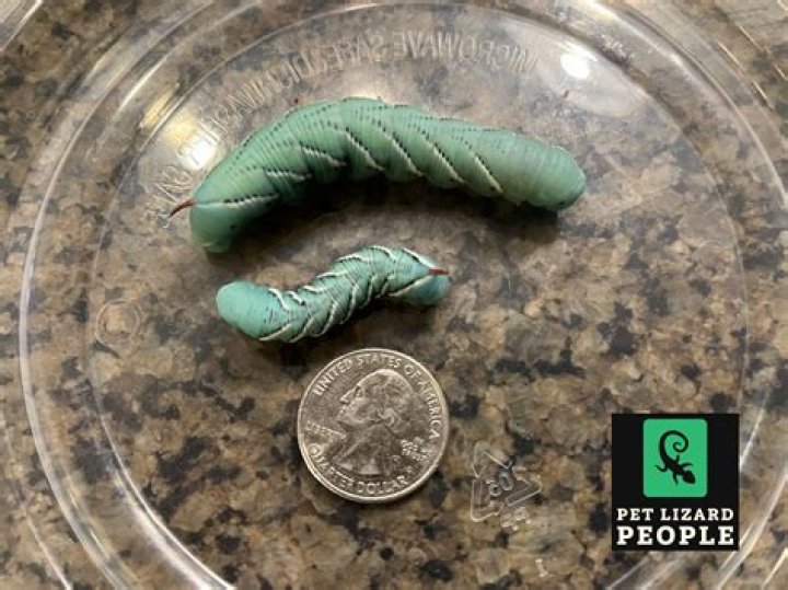 Do wasps eat hornworms?