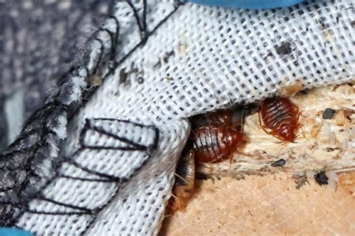 Does honey have bugs in it?