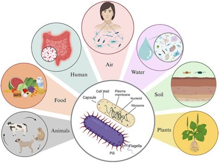 How are bacteria formed on Earth?