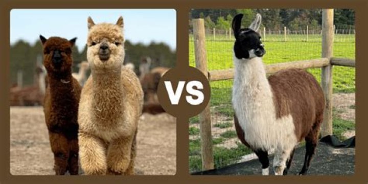 How do alpacas help with taxes?