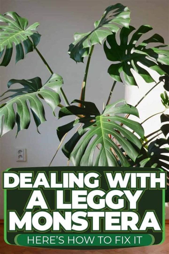 How do I fix my leggy Monstera?