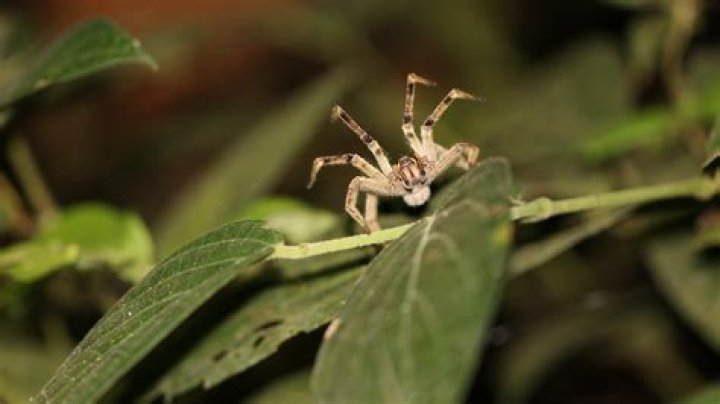 How do I get rid of Brazilian wandering spiders?