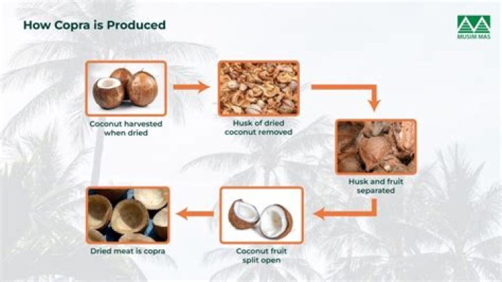 How do they cook coconut on Survivor?