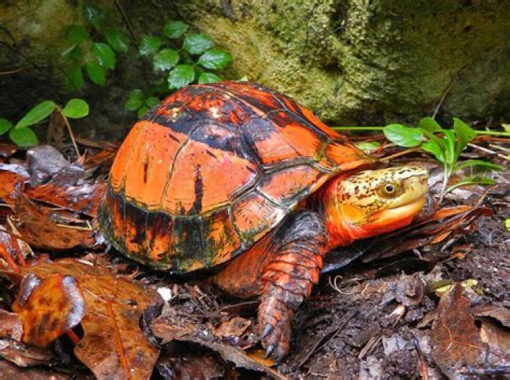 How do you help an injured box turtle?