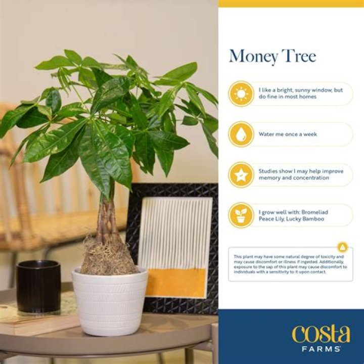 How do you keep a money tree from getting leggy?