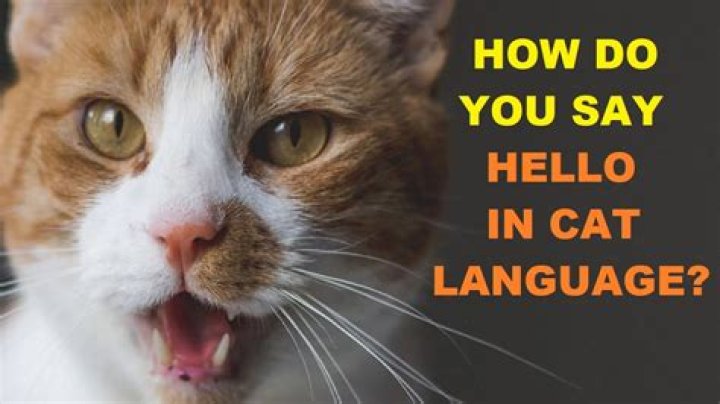 How do you say hello in North Carolina?