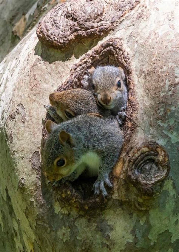 How do you tell male and female squirrels apart?