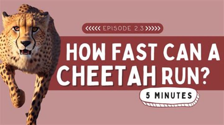 How fast can a cheetah run 40 yards?