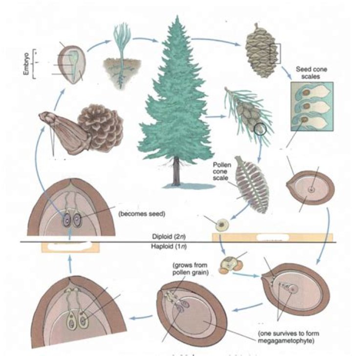 How long does it take beetles to kill a pine tree?