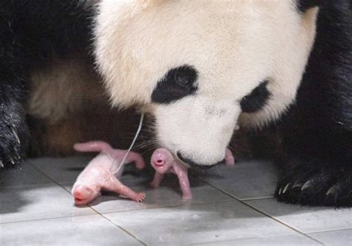 How many babies do pandas have at once?