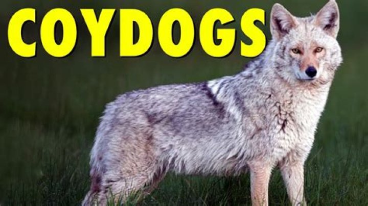 How much do Coydogs cost?