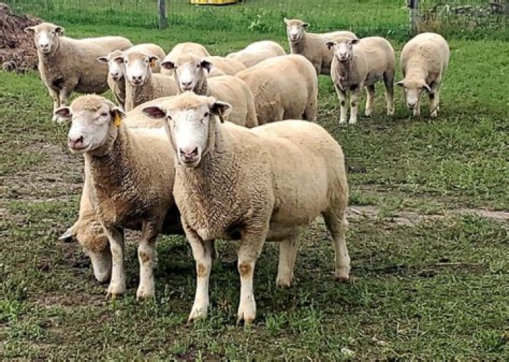 How much do sheep sell for at auction?