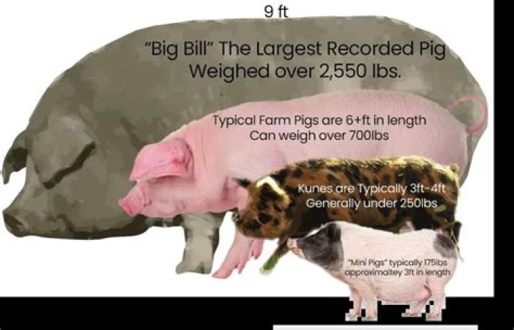 How much does a full grown hog sell for?