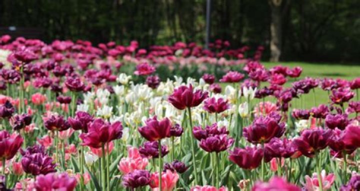 How much does a garden add to property value?