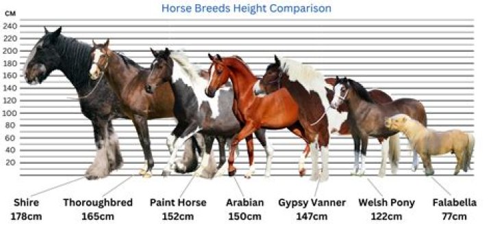 How much does a Thoroughbred Quarter Horse cost?