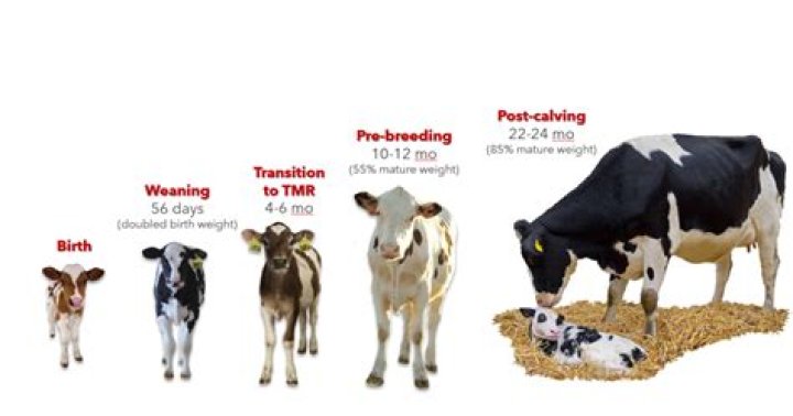 How much does it cost to raise a calf to sell?