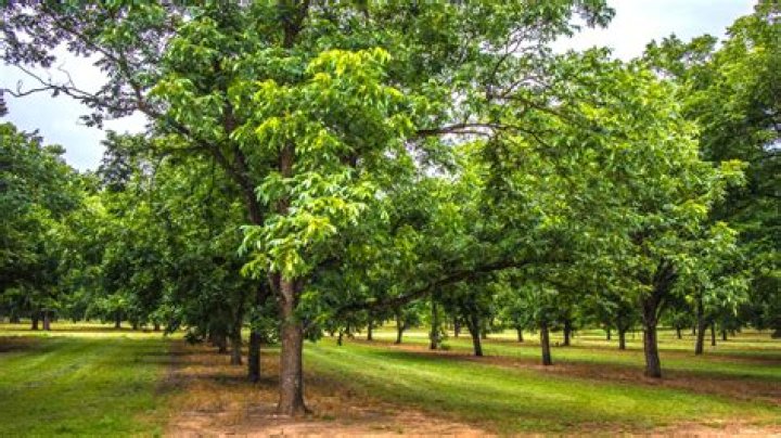 How much is a pecan orchard worth?