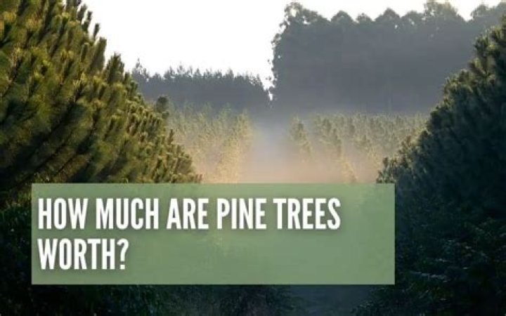 How much is an acre of pine trees worth?
