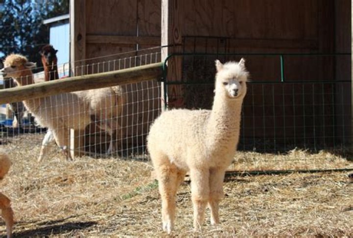 How much money can you make owning an alpaca farm?