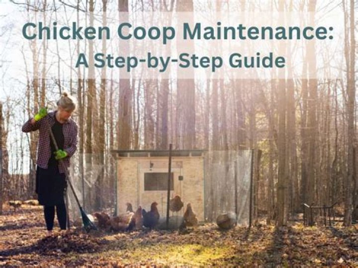 How often does coop maintenance increase?