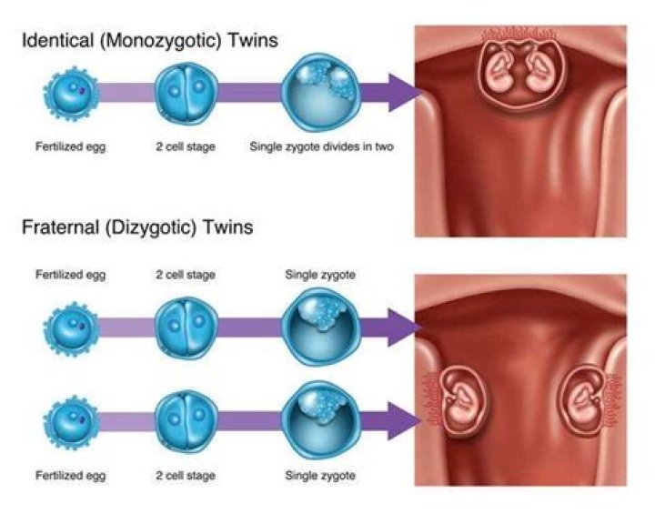 How soon does an embryo split into twins?
