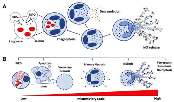 Is 1.9 neutrophils too low?