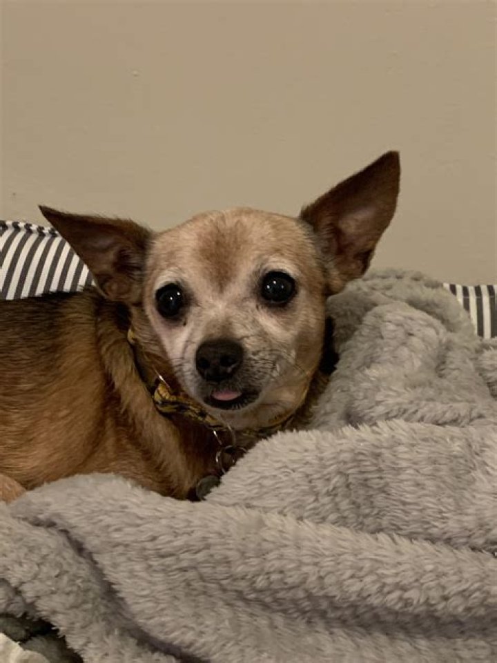 Is 10 years old too old to breed a dog?