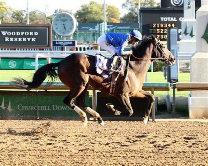 Is a race horse a capital asset?