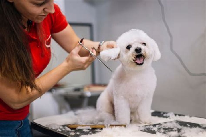 Is dog grooming taxable in Florida?